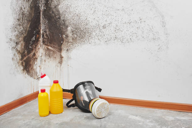 Professional Mold Remediation in Muniz, TX