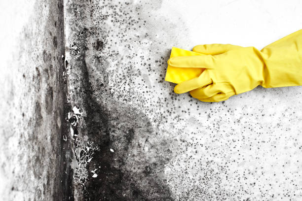 Best Residential Mold Remediation in Muniz, TX