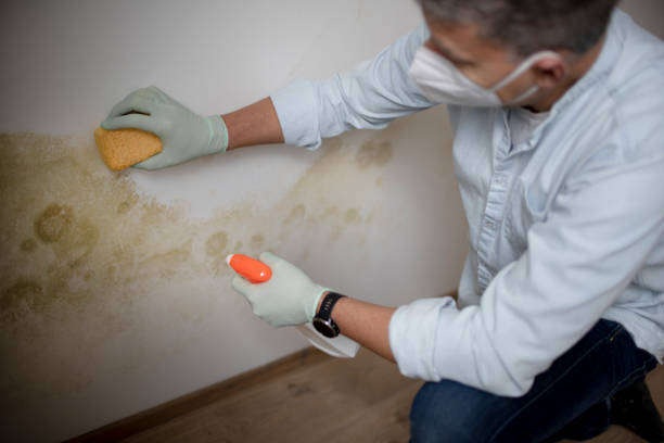 Best Commercial Mold Remediation in Muniz, TX