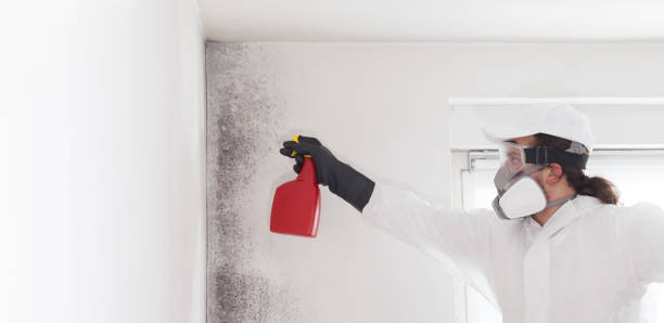 Best HVAC Mold Remediation in Muniz, TX