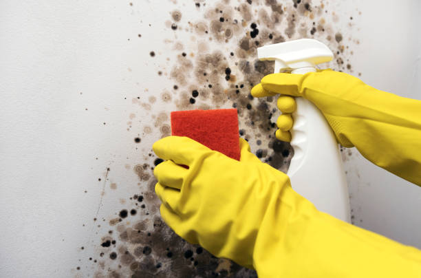 Best Mold Testing and Inspection Services in Muniz, TX