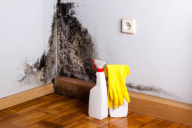 Best Industrial Mold Remediation in Muniz, TX