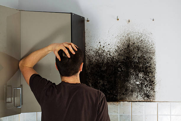 Best DIY Mold Remediation Support Services in Muniz, TX