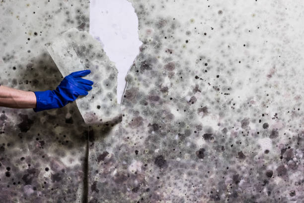 Best Mold Remediation for Specific Building Types in Muniz, TX