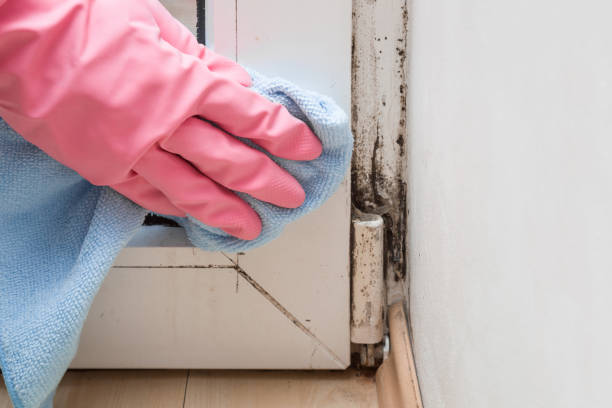 Best Attic Mold Remediation in Muniz, TX