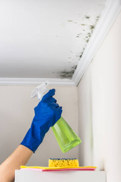 Best Basement Mold Remediation in Muniz, TX